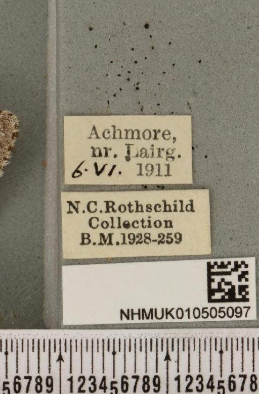 Acronicta menyanthidis scotica (Tutt, 1891) - NHMUK_010505097_label_562478