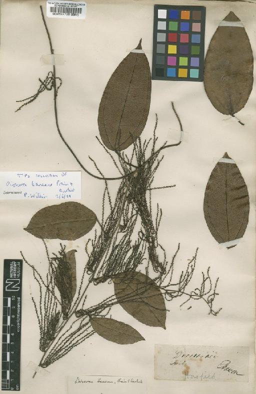 Dioscorea bancana Prain & Burkill - BM000551700