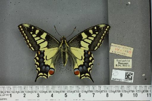 Papilio machaon britannicus Seitz, 1907 - BMNHE_1089215_64013