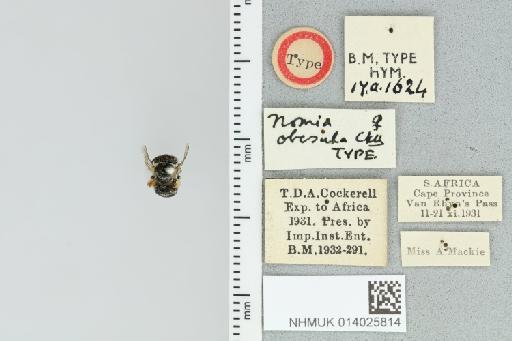 Pseudapis obesula (Cockerell, 1935) - 014025814_839194_1668461-