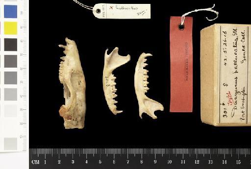 Dasyurus hallucatus - 1842.5.26.16_Skull_Lateral