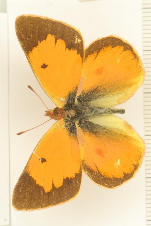 Colias vauthierii Guérin-Méneville, 1830 - Colias_lesbia_vauthierii_Guérin-Méneville,_1830_male_BMNH(E)_#982799_dorsal