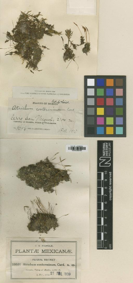 Atrichum angustatum (Brid.) Bruch & Schimp. - BM000960467_a