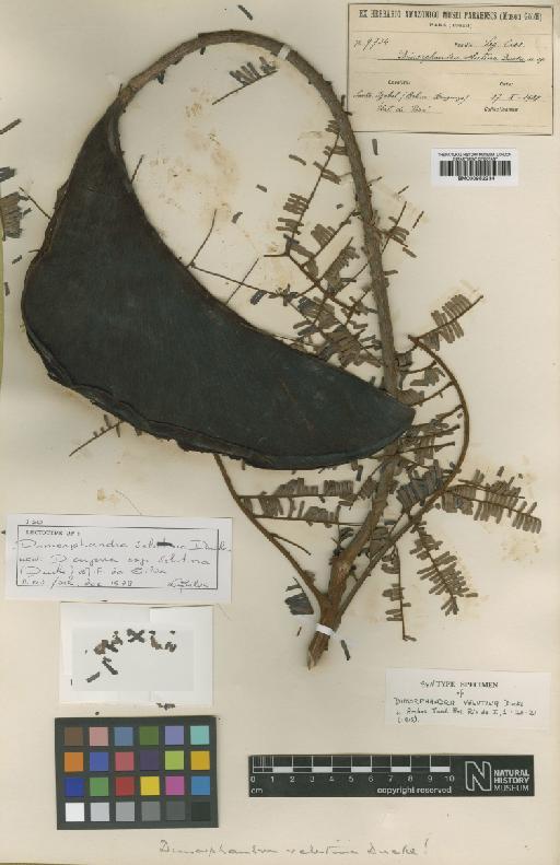 Dimorphandra cuprea subsp. velutina (Ducke) Silva - BM000952234