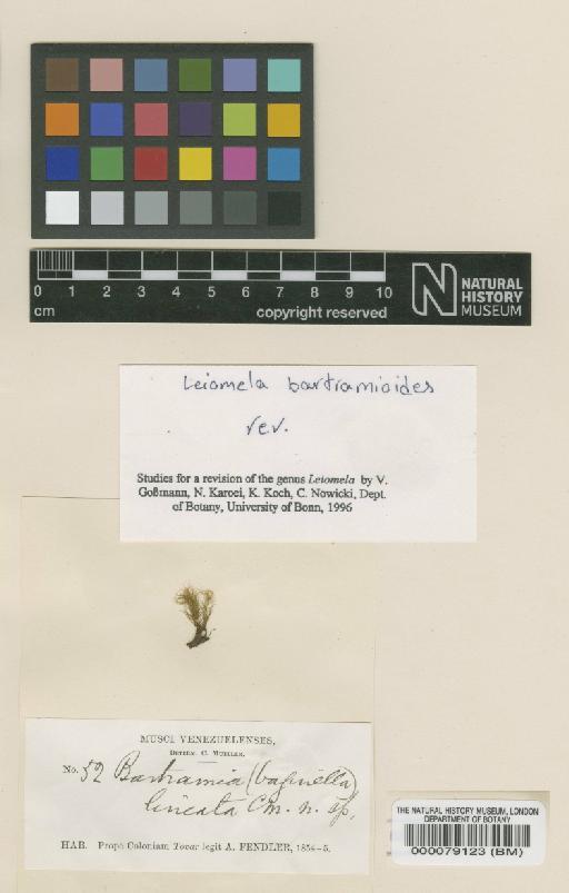 Leiomela bartramioides (Hook.) Paris - BM000079123_a