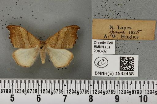 Falcaria lacertinaria (Linnaeus, 1758) - BMNHE_1532468_187456