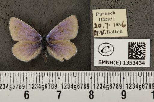 Plebejus argus argus ab. pallida Tutt, 1909 - BMNHE_1353434_152566