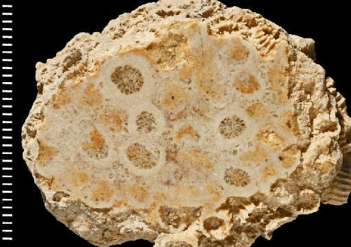 Cladocora - Fossil Coral AZ3098
