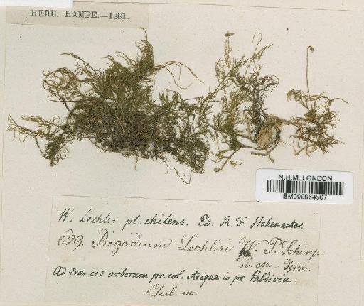 Rigodium brachypodium (Müll.Hal.) Paris - BM000964567