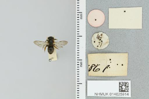 Pseudapis (Pachynomia) tegulata (Smith, F., 1875) - 014025914_additional