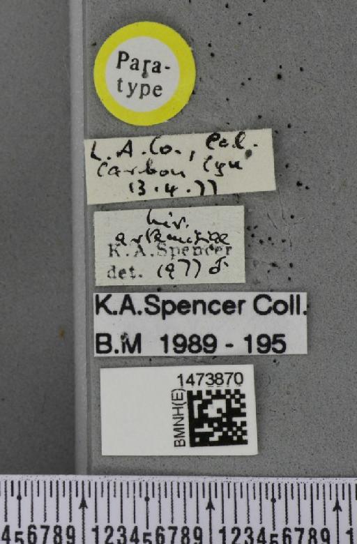 Liriomyza artemisiae Spencer, 1981 - BMNHE_1473870_label_49001