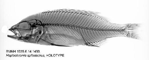 Haplochromis spilostichus Trewavas, 1935 - BMNH 1935.6.14.1459, Haplochromis spilostichus, HOLOTYPE, Radiograph