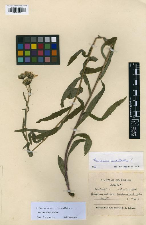Hieracium umbellatum L. - BM001125646