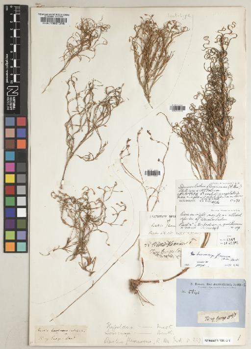 Loxocarya flexuosa (R.Br.) Benth. - BM000574303