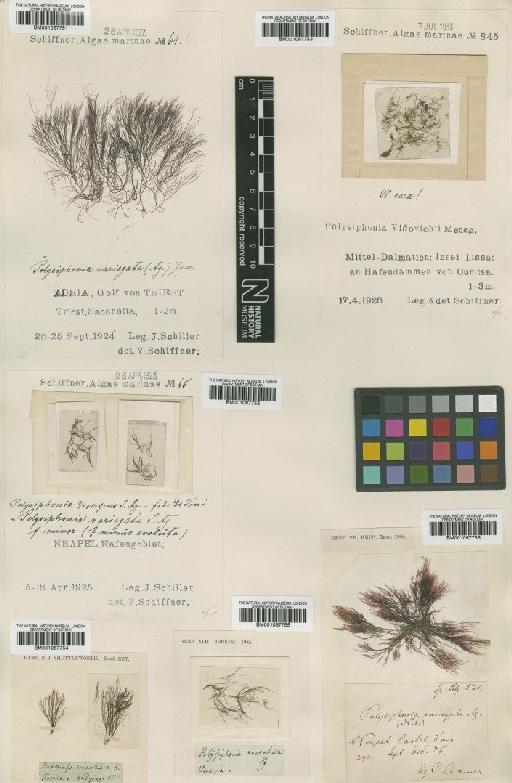 Polysiphonia denudata (Dillwyn) Grev. ex Harv. - BM001067754