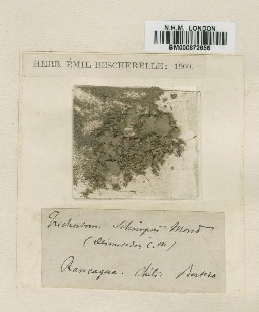 Didymodon tophaceus (Brid.) Lisa - BM000872656