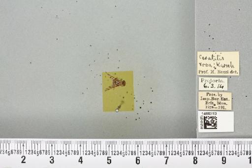 Ceratitis (Pterandrus) quilicii De Meyer et al., 2016 - BMNHE_1466310_26896