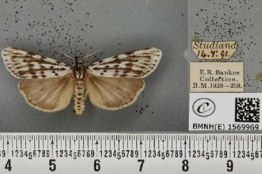 Coscinia cribraria bivittata (South, 1900) - BMNHE_1569969_496752