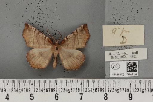 Selenia dentaria (Fabricius, 1775) - BMNHE_1884214_a_444506