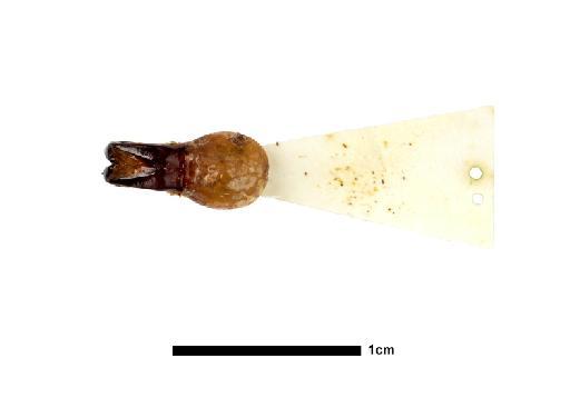 Strategus caymani Ratcliffe, 1976 - NHMUK010369449_aedeagus