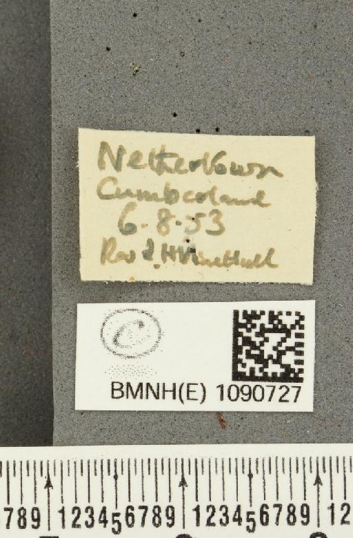Pyronia tithonus britanniae (Verity, 1914) - BMNHE_1090727_label_1036