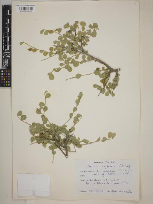 Grewia erythraea - BM013838678