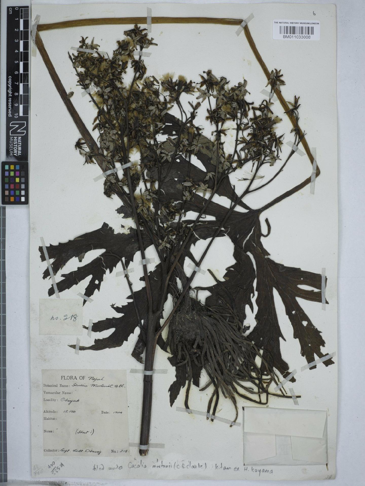 To NHMUK collection (Cacalia mortonii C.B.Clarke; NHMUK:ecatalogue:9156635)