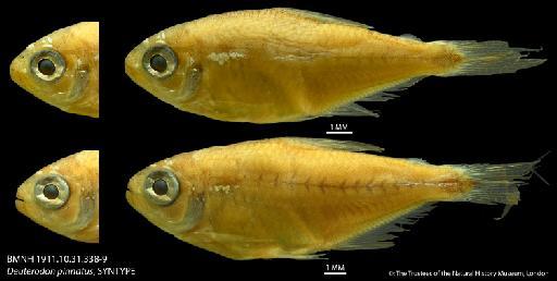 Deuterodon pinnatus Eigenmann, 1909 - BMNH 1911.10.31.338-9 Deuterodon pinnatus, SYNTYPE
