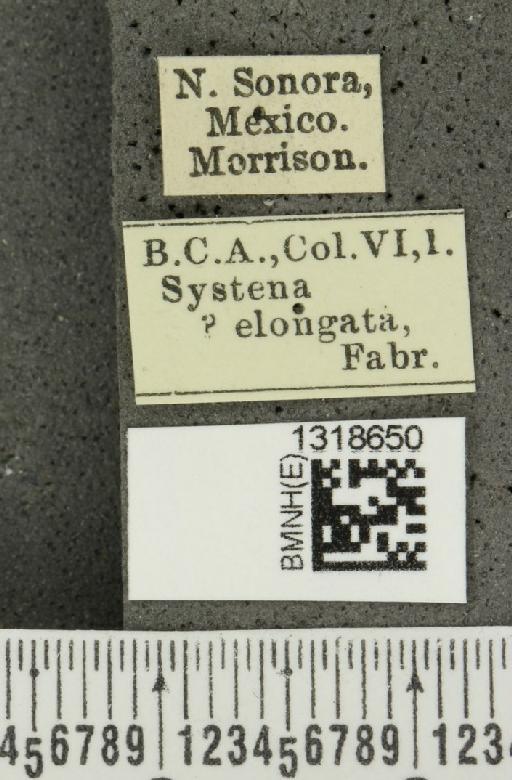 Systena blanda Melsheimer, F.E., 1847 - BMNHE_1318650_label_26450