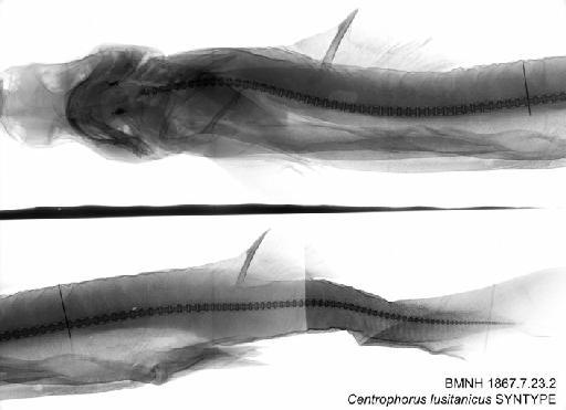 Centrophorus lesliei White et al., 2017 - BMNH 1867.7.23.2 - Centrophorus lusitanicus SYNTYPE Radiograph