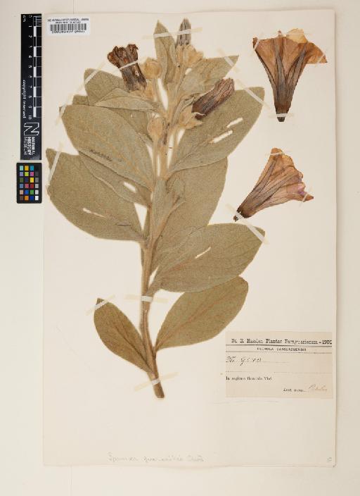 Ipomoea guaranitica Chodat - 000089426