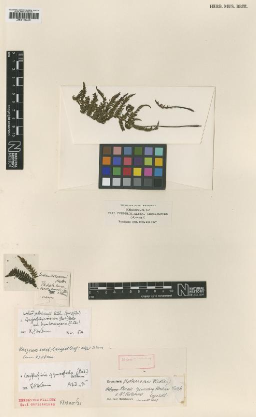 Coryphopteris gymnopoda (Baker) Holttum - BM001044461