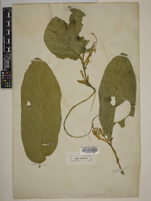 Quararibea longiflora Aubl. - 000611928