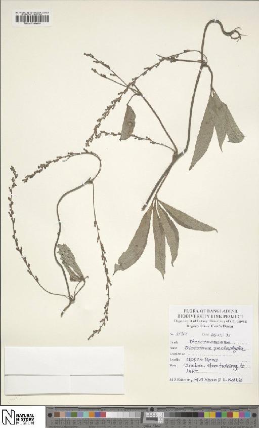 Dioscorea pentaphylla L. - BM001049469