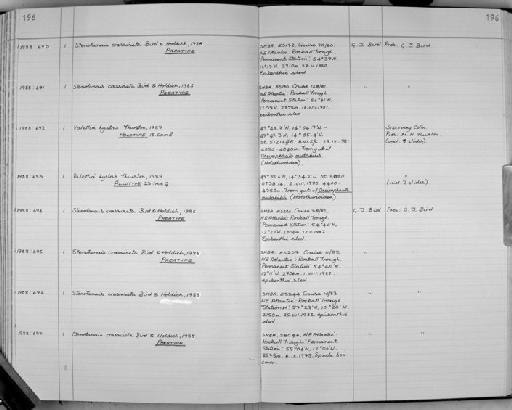 Valettia hystrix parvorder Lysianassidira Thurston, 1989 - Zoology Accessions Register: Crustacea: 1984 - 1991: page 196