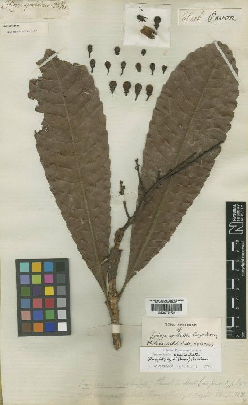 Cespedesia spathulata (Ruiz & Pav.) Planch. - BM000798734