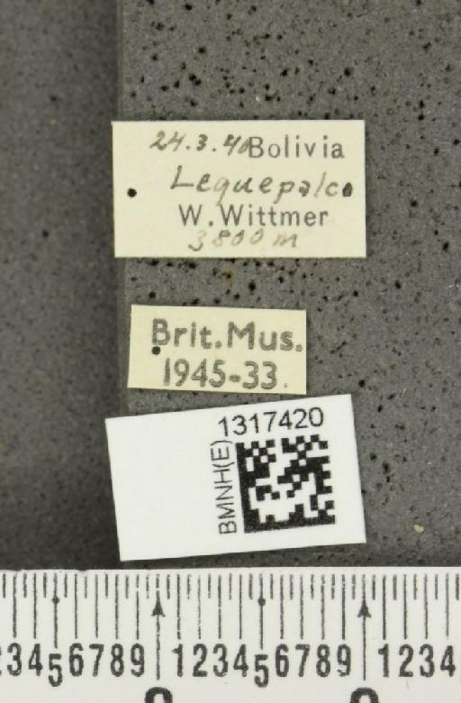 Calligrapha curvilinea Stål, 1859 - BMNHE_1317420_label_16593