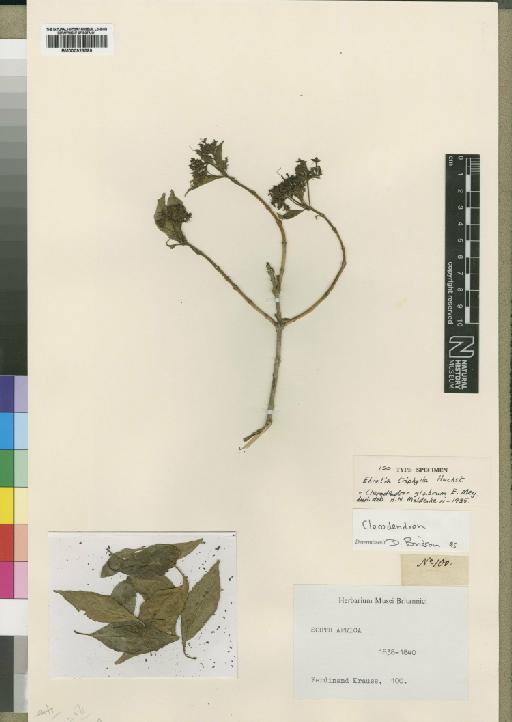 Clerodendrum glabrum Mey - BM000923599