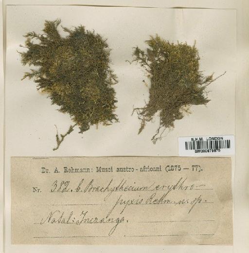 Brachythecium implicatum (Müll.Hal.) A.Jaeger - BM000878870