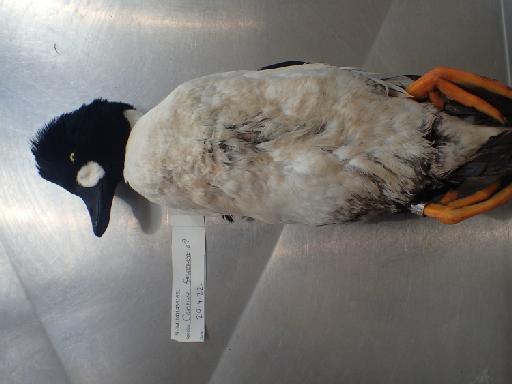 Bucephala clangula (Linnaeus, 1758) × islandica (J.F. Gmelin, 1789) - 014561651_1