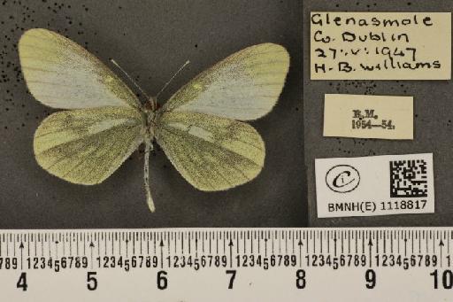 Leptidea sinapis juvernica Williams, 1946 - BMNHE_1118817_74022