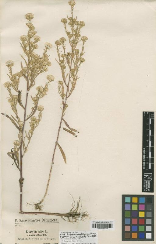 Aster brachyactis S.F.Blake - BM000945775