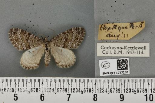 Entephria caesiata caesiata (Denis & Schiffermüller, 1775) - BMNHE_1737260_319828