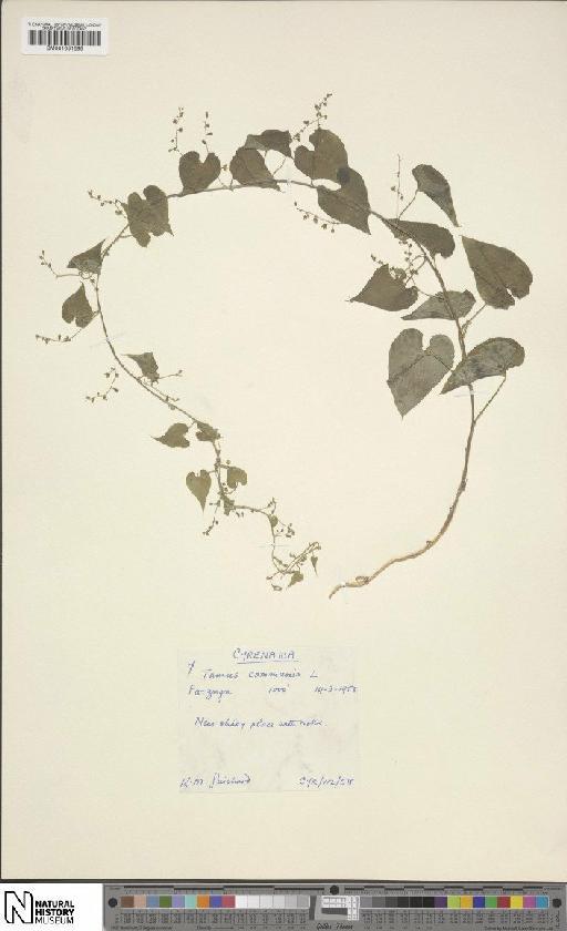 Dioscorea communis (L.) Caddick & Wilkin - BM001051595