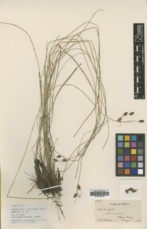 Fimbristylis pentastachya Boeckeler - BM000938367