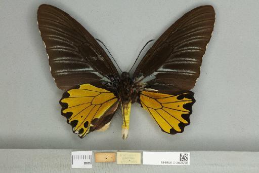 Troides helena cerberus Rothschild, 1895 - 013606286_additional