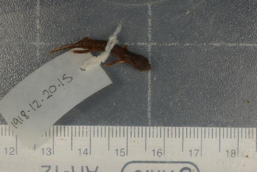 Hydromantes italicus strinatii - Image of specimen 1918.12.20.15