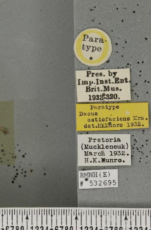 Dacus (Psilodacus) ostiofaciens Munro, 1932 - BMNHE_532695_label_43961