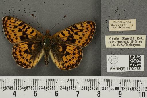 Boloria euphrosyne ab. interligata Cabeau, 1919 - BMNHE_1103488_14937