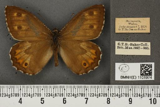 Hipparchia semele semele Linnaeus, 1758 - BMNHE_1101974_13228